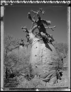Baobab Tree, Madagascar series, 2010 by Elaine Lin