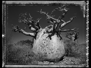 Baobab Tree, Madagascar series, #25, 2010