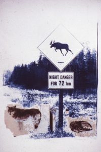 Wolves in the City: Night Danger, Northern Ontario